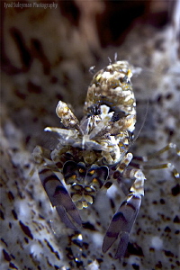 Phyllognathia simplex shrimp. Very rare and camouflaged s... by Iyad Suleyman 